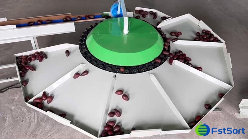 avocado sorter.jpg avocado sorter.jpg